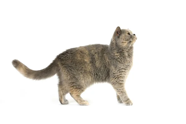 Blue Cream British Shorthair Cat Domestique Femme Debout Sur Fond — Photo