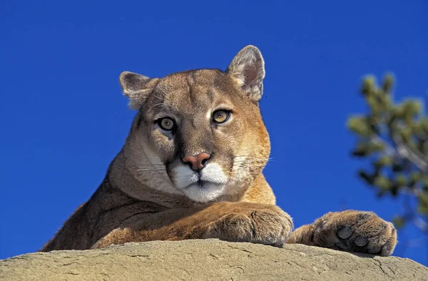 Puma Puma Concolor Adultos Acostados Rocas Montana —  Fotos de Stock