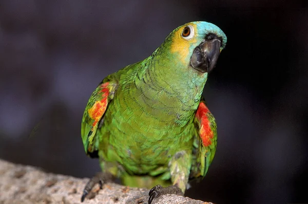 Blue Fronted Amazon Parrot Turquoise Fronted Amazon Parrot Amazona Aestiva — 스톡 사진