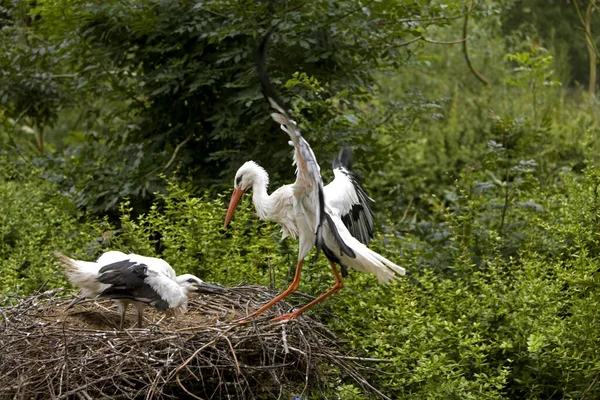 Weißstorch Ciconia Ciconia — Stockfoto