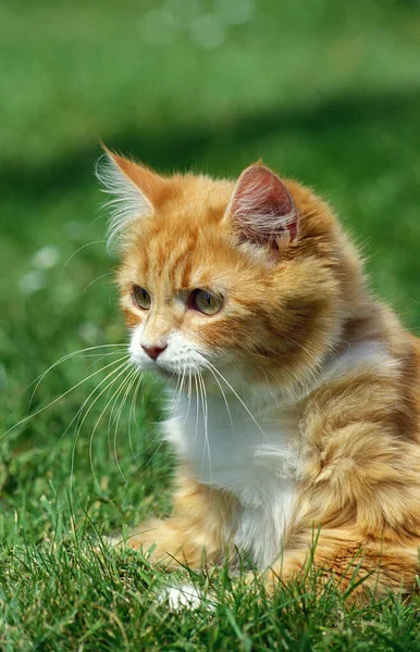 红白相间的家猫 小猫躺在草上 — 图库照片