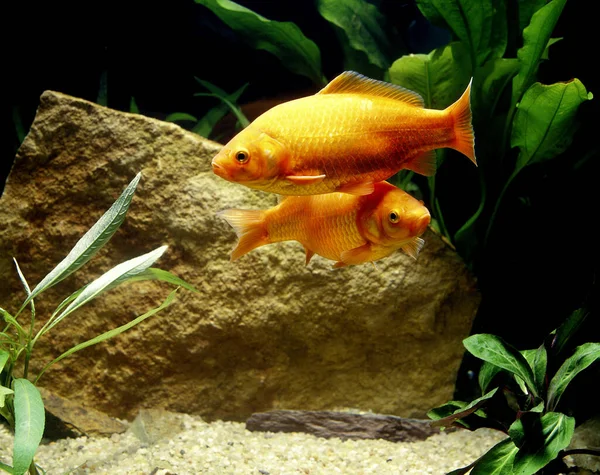 Goldish Carassius Auratus Aquarium Fishes — 스톡 사진