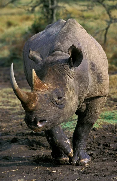 Czarny Nosorożec Diceros Bicornis Nakuru Park Kenii — Zdjęcie stockowe