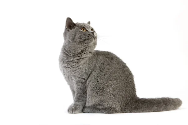 Blue British Shorthair Female Cat — Stock Photo, Image