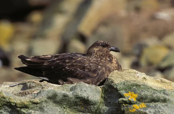 Wielka Skua Stercorarius Skua Dorosły Stojący Skale Antarktyda — Zdjęcie stockowe