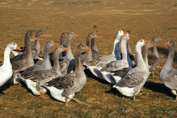 Toulouse Goose Breed Producing Pate Foie Gras Στη Γαλλία — Φωτογραφία Αρχείου