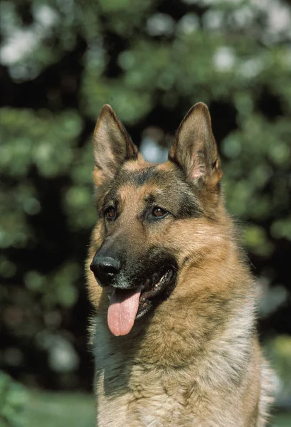 Perro Pastor Alemán Retrato Adulto Con Tongue Out — Foto de Stock