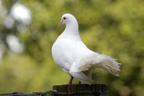 Białe Fantail Pigeon Naturalne Tło — Zdjęcie stockowe