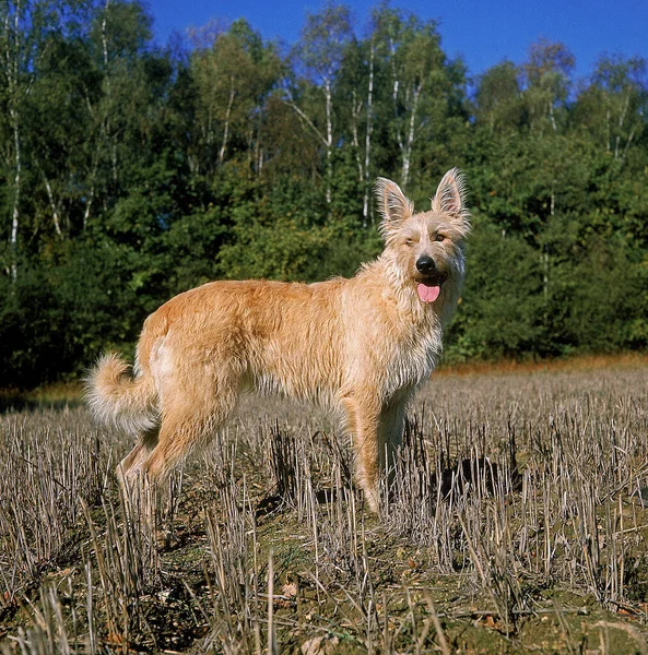 Picardia Shepherd Dog Fundo Natural — Fotografia de Stock