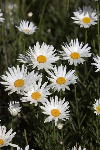 Daisies Peru Natural Background — Stock Photo, Image