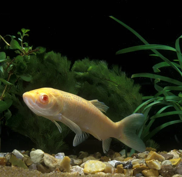 Carpa Relva Ctenopharingodon Idella Albino Fish — Fotografia de Stock