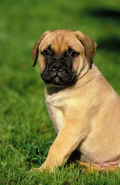 Bullmastiff Dog Szczeniak Siedzi Trawie — Zdjęcie stockowe