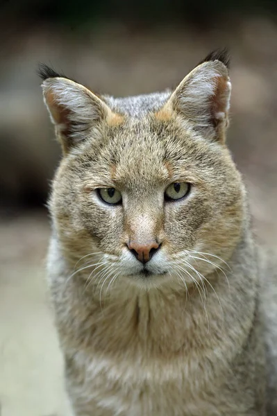 Jungle Cat Felis Chaus Portret Van Een Volwassene — Stockfoto
