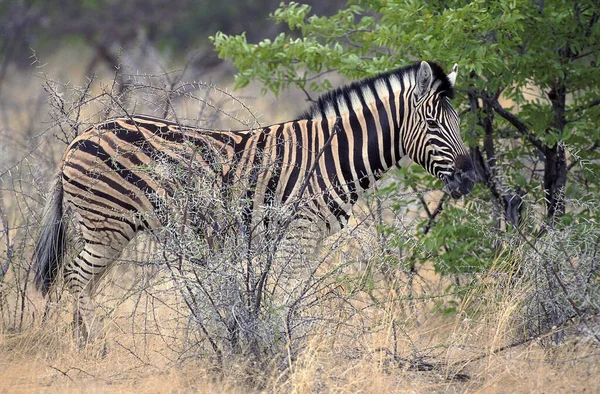 Burchell Zebra Equus Burchelli Masai Mara Park Kenya — стокове фото