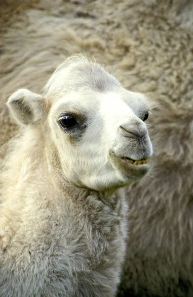 Dromedary Camel Camelus Dromedarius Portrait Young — 스톡 사진