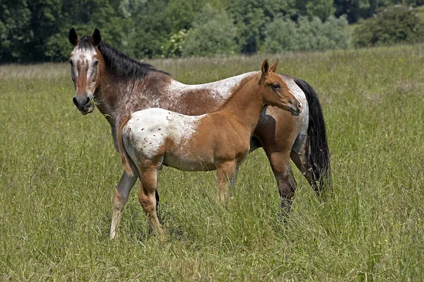 Cavalo Appaloosa Mare Foal Meadow — Fotografia de Stock
