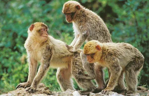 Barbary Macaque Macaca Sylvana Ζευγάρωμα — Φωτογραφία Αρχείου