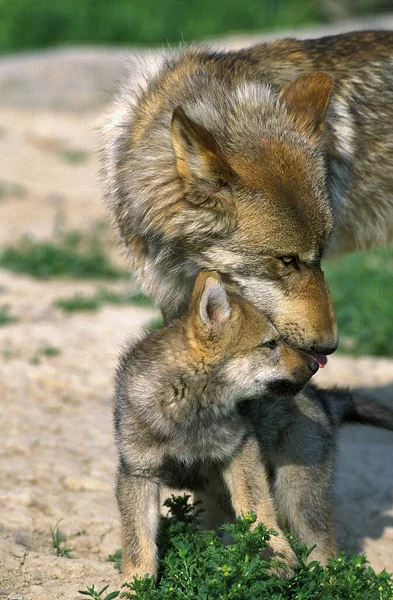 Lobo Europeo Canis Lupus Pup Con Madre —  Fotos de Stock