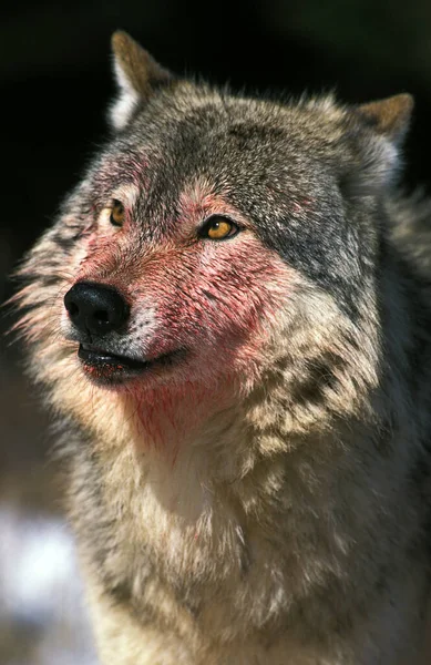 North American Grey Wolf Canis Lupus Occidentalis Portrait Adult Blood — Stock Photo, Image