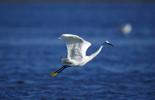 Mellanliggande Egret Egretta Garzetta Vuxen Flygning Över Vatten Namibia — Stockfoto