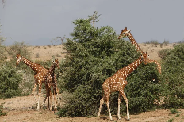 Jirafa Reticulada Jirafa Camelopardalis Reticulata Grupo Pie Bush Samburu Park — Foto de Stock