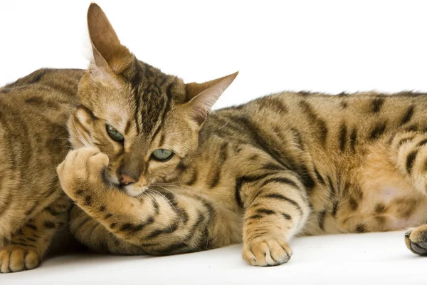 Brown Spotted Tabby Bengal Domestic Cat Adult Licking Its Paw — Stock Photo, Image