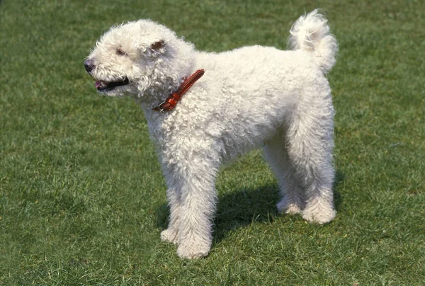 Hungarian Pumi Dog Adult Standing Grass — Stock Photo, Image