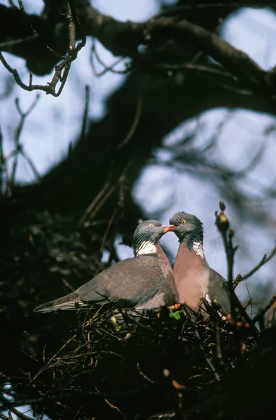 Galamb Columba Palumbus Pár Fészekben Normandia — Stock Fotó