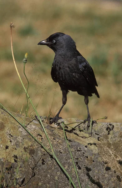 Jackdaw Corvus Monedula Dorosły Stojący Kamieniu — Zdjęcie stockowe