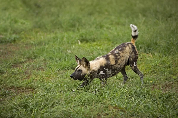 Africano Selvagem Cão Lycaon Pictus Namíbia — Fotografia de Stock