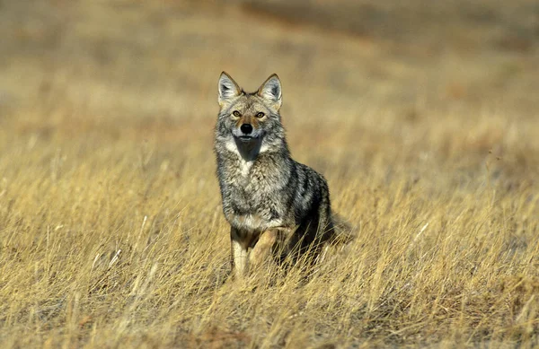 Coyote Canis Latrans Adult Standing Long Grass Montana — Stockfoto