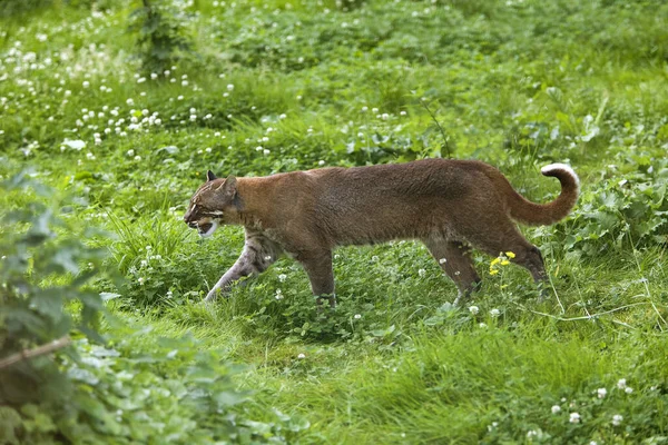 Asian Golden Cat Temmink Cat Catopuma Temmincki — Stok fotoğraf