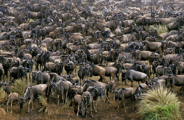 Blue Wildebeest Connochaetes Taurinus Herd Tijdens Migratie Masai Mara Park — Stockfoto