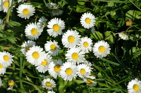 Papatyalar Bellis Perennis Doğal Arka Plan — Stok fotoğraf