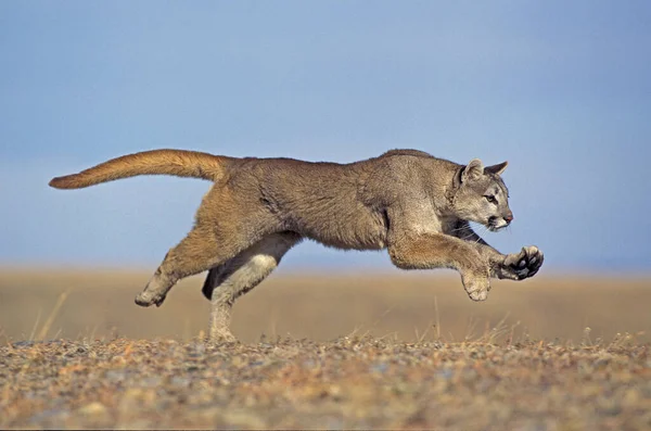 Cougar Puma Concolor Adult Running Montana — стоковое фото