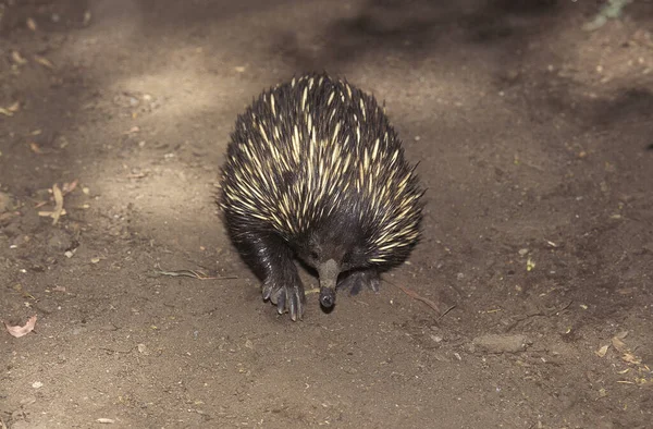 Kurzschnabelechidna Tachyglossus Aculeatus Erwachsener Australien — Stockfoto