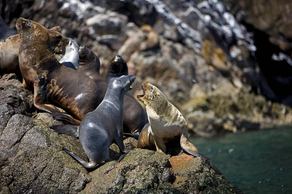 South American Sea Lion Southern Sea Lion Group Standing Rocks — стокове фото