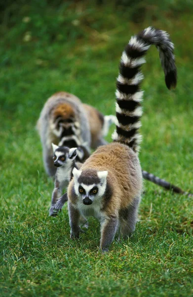 Lémur Cola Anillada Lemur Catta — Foto de Stock