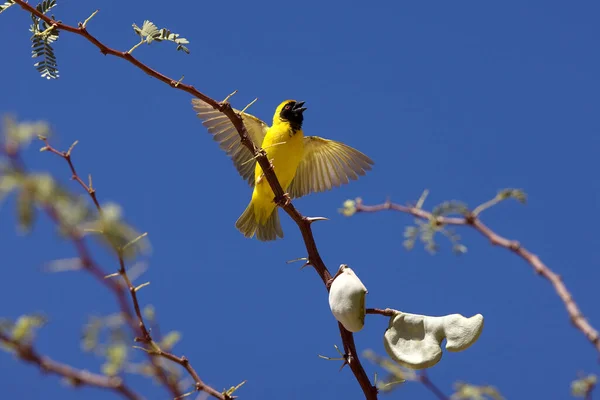 Southern Masked Weaver Ploceus Velatus Namibia — Stock Photo, Image