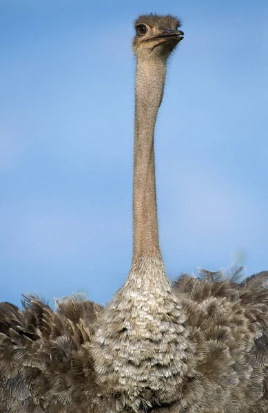 Ostrich Struthio Camelus Female Kenya — стокове фото