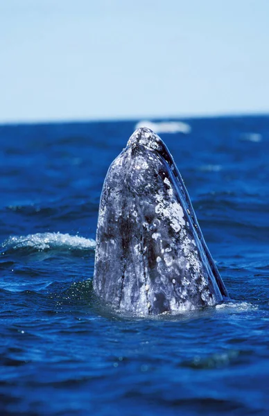 Grey Whale or Gray Whale,  eschrichtius robustus, Head of Adult at Surface, Spy hopping, Baja California in Mexico