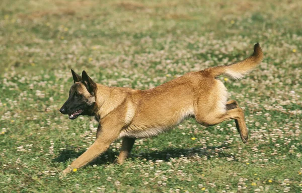 Malcom Perro Pastor Belga Adulto Corriendo Por Meadow —  Fotos de Stock