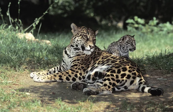 Jaguar Panthera Onca Mère Avec Ponte Des Oursons — Photo