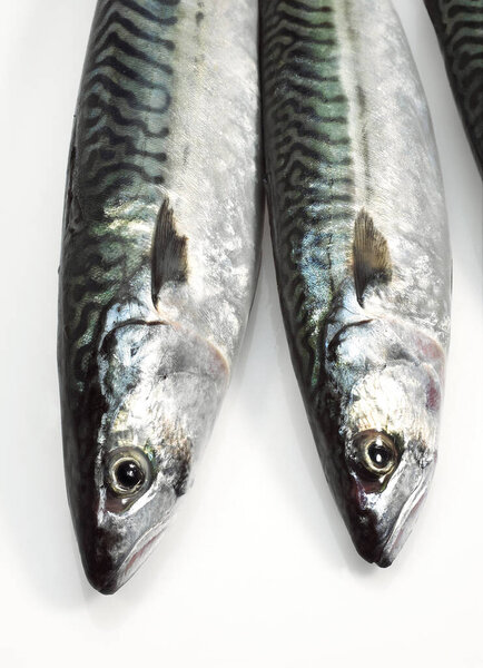 Mackerel, scomber scombrus, Fresh Fishes against White Background 