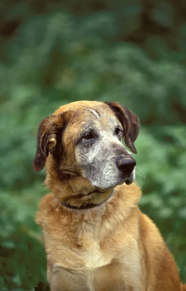 Portrét Starého Psa — Stock fotografie