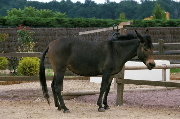 Hinny Kříženec Koní Jenny — Stock fotografie