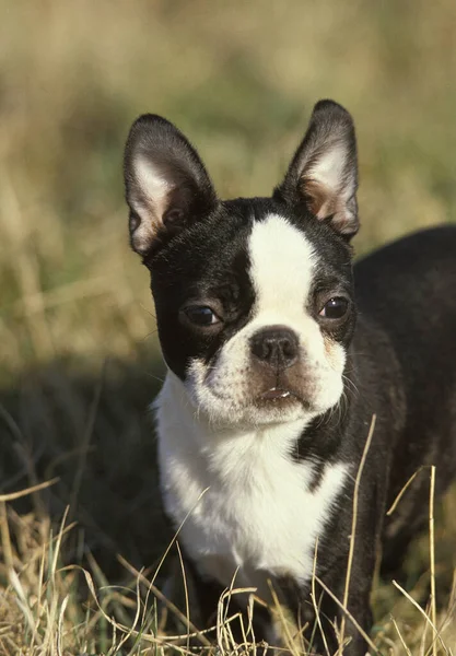 Boston Terrier Dog Vuxen Stående Långt Gräs — Stockfoto