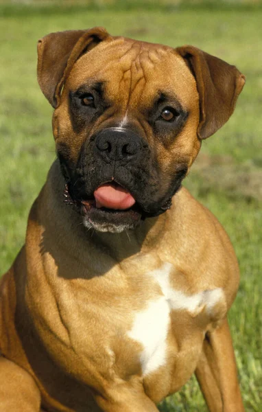 Boxer Dog Portré Természetes Háttér — Stock Fotó