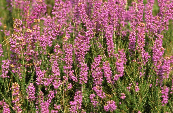 Floração Heather Sologne França — Fotografia de Stock