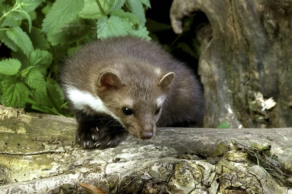 Steinmarder Oder Buchenmarder Martes Foina Junge Auf Baumstumpf Stehend — Stockfoto